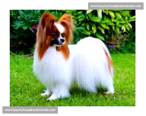 中国犬类赛事盛典:展现纯种犬种魅力与竞技风采的全国大赛